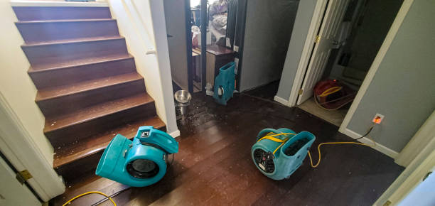 Best Mold removal after water damage  in Presidio, TX